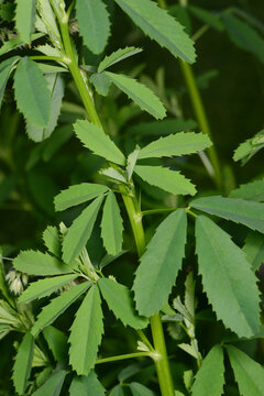 Luzerne Saat-Luzerne, Medicago sativa, Habitus, Laubbl&auml;tter