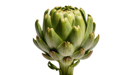 Fototapeta premium Fresh green artichoke bud with layered petals, isolated on transparent background