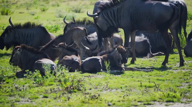 Wildebeest herd resting in sun, with a calf standing on the lying adults in an african national park and grazing on green grass while other gnu stand watch
