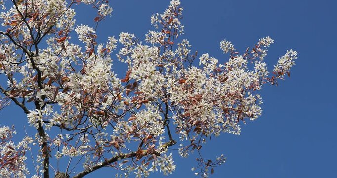 (Amelanchier canadensis) Kanadische Felsenbirne. Zierstrauch, der im fr&uuml;hen Fr&uuml;hling an biegsamen, im Wind wiegenden St&auml;ngeln entz&uuml;ckende Wolken kleiner, reinwei&szlig;er, sternf&ouml;rmiger Bl&uuml;ten hervorbringt
