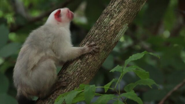 Mico Argentatus, white marmosets with black tails