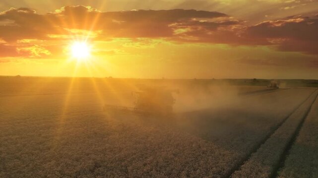 Two combine harvesters working on the wheat field at sunset, drone shot. Aerial view of harvesting wheat agricultural activity. Beautiful rural summer landscape. Food production, agriculture concept.
