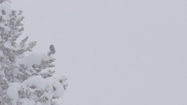 Clark's nutcracker bird perching on snowy tree during winter snowfall