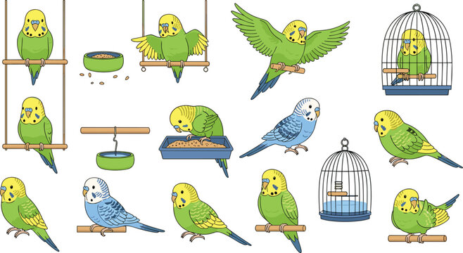 Professional Cute Budgie Vector Set Featuring Cartoon Parakeets Flying Sitting on Swings and in Cages for Pet Designs