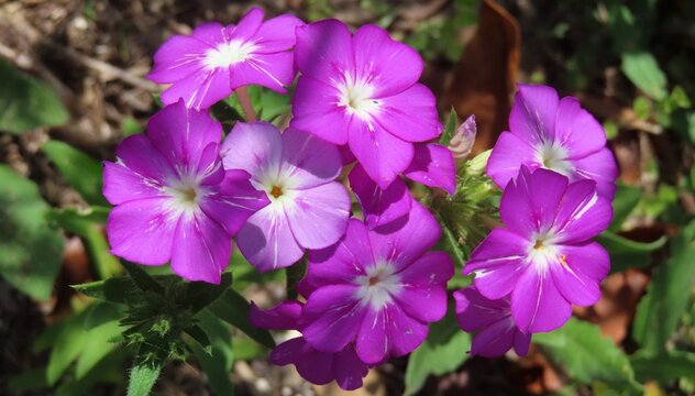 Purple Phlox drummond flowers in Florida nature, closeup