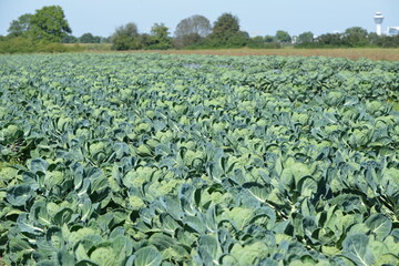 Rosenkohl,  Brassica oleracea var. Gemmifera © Peter Oetelshofen