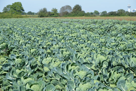Rosenkohl,  Brassica oleracea var. Gemmifera