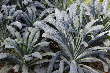 Palmkohl,  Brassica oleracea var. palmifolia DC. © Peter Oetelshofen