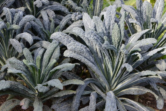Palmkohl,  Brassica oleracea var. palmifolia DC.