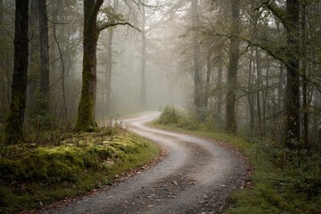 Fototapeta premium Misty forest road at dawn with ethereal trees and soft morning light