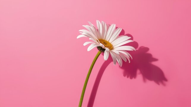Delicate white daisy with slender green stem against pink background casting a shadow symbolizing freshness and simplicity in a minimalist setting