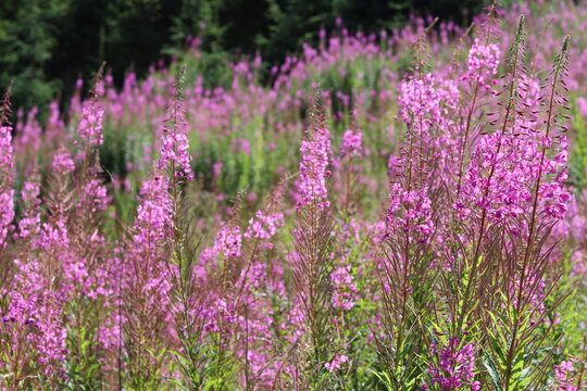Masses of rosebay willowherb or chamerion angustifolium flowers in a meadow