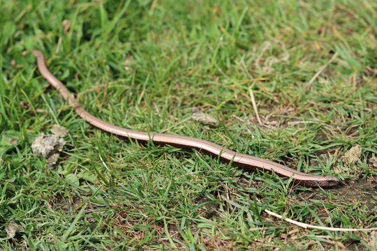 Close up of a slow worm in a meadow
