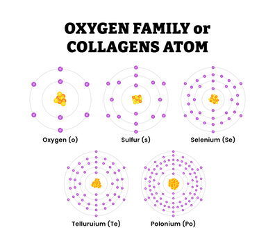 Different types of oxygen family or collagens atom structure diagram. Labeled oxygen, sulfur, selenium, Tellurium, Polonium. Flat vector illustration. Molecular structure. Science education.