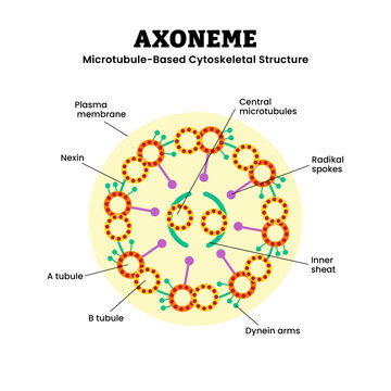 Axoneme structure anatomy diagram. Microtubule based cytoskeleton structure. Labeled plasma membrane, radical spokes, inner sheat, a and b tubule, dynein arms, nexin. eukaryotic cilia and flagella.