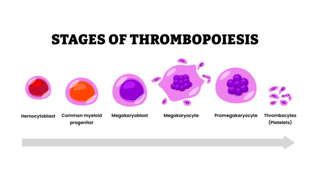 Stages of thrombopoiesis stages process development growth. From hemocytoblast, common myeloid progenitor, megakaryoblast, megakaryocyte, promegakaryocyte, thrombocytes or plateles illustration.
