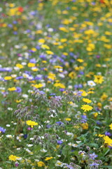 Fototapeta premium Masses of bright flowers in a wild flower meadow
