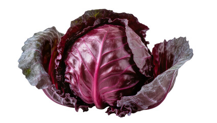 Obraz premium Fresh red cabbage with vibrant purple leaves, isolated on transparent background