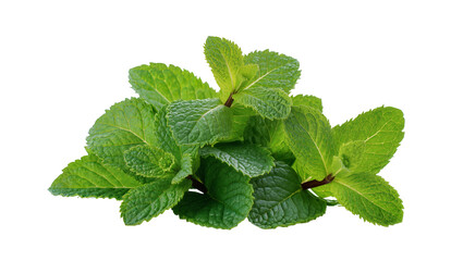 mint leaves isolated on white © Elena