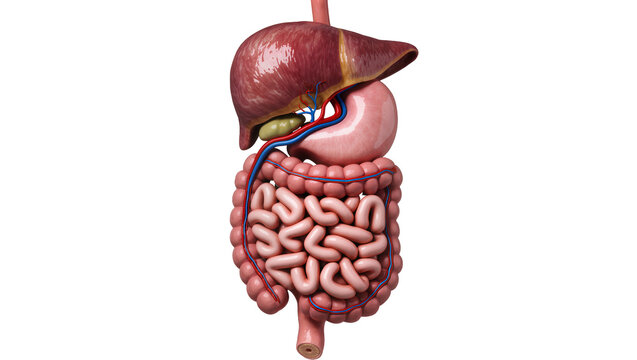Human digestive system with liver stomach and intestines, isolated on transparent background