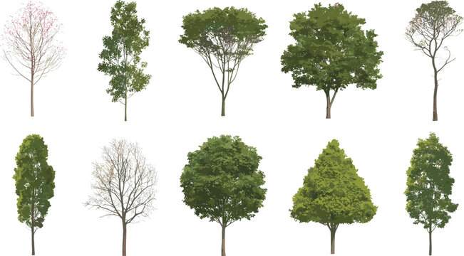 Realistic trees collection with seasonal variations, leafy and bare branches set, detailed natural tree elements isolated vector illustration for landscaping and environment design
