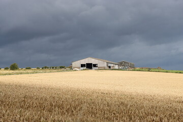 Storm clouds over a barn and a field full of golden crops © Francesca Leslie