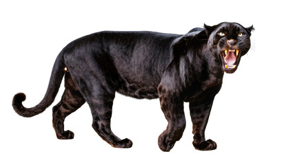 Fierce black panther with open mouth and bared teeth, isolated on transparent background © Elena