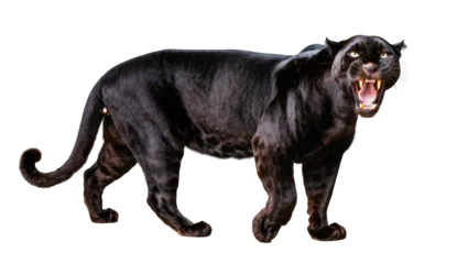 Fototapeten Puma Fierce black panther with open mouth and bared teeth, isolated on transparent background  © Elena