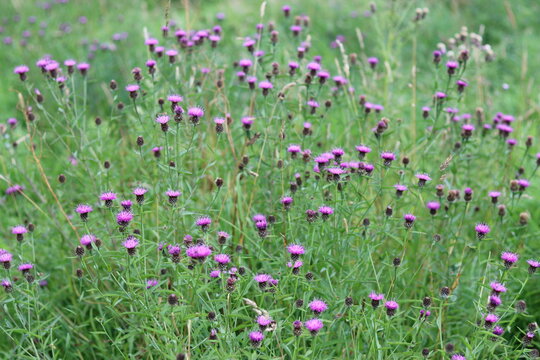 Common knapweed or centaurea nigra flowers in a summer meadow