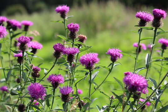 Common knapweed or centaurea nigra flowers in a summer meadow