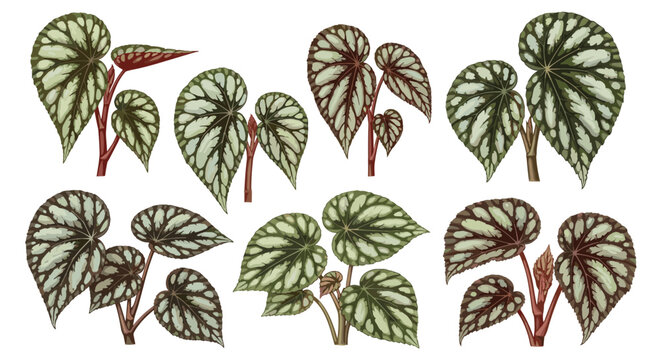 Collection of illustrations of begonia rex plants with intricate leaf patterns and vibrant colors, perfect for botanical art and home decor designs