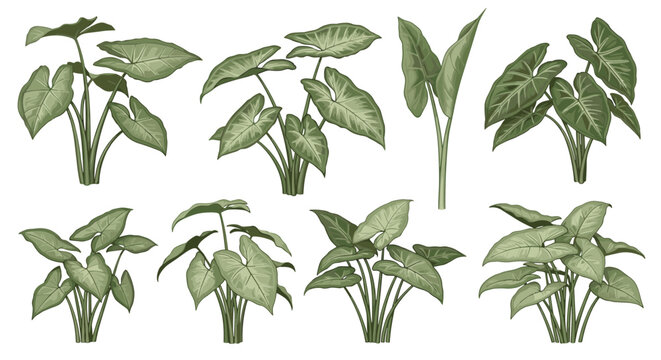 Collection of lush green caladium plants with large heart shaped leaves isolated on a white background, botanical illustration of tropical foliage