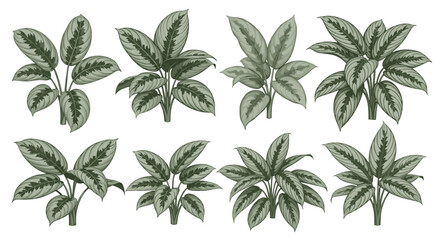 Obraz premium Collection of eight distinct illustrations of Chinese Evergreen plants showcasing their variegated foliage in various arrangements and growth stages