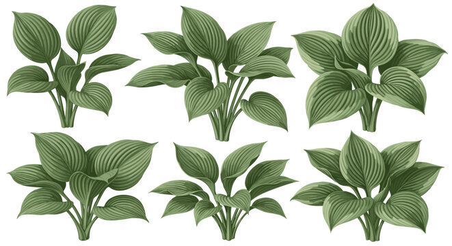 Collection of six green hosta plant illustrations with detailed veined leaves, isolated on a white background, perfect for botanical designs and garden themes.