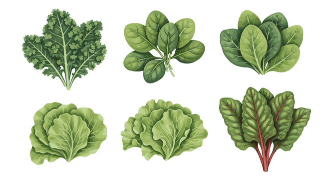 Collection of fresh leafy green vegetables including kale spinach lettuce and chard isolated on white background watercolor illustration