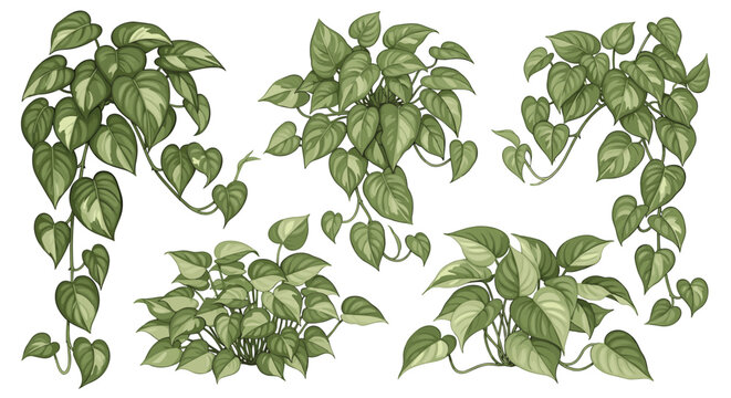 Collection of lush green pothos plant branches and foliage with variegated leaves cascading and growing in various arrangements isolated on white background