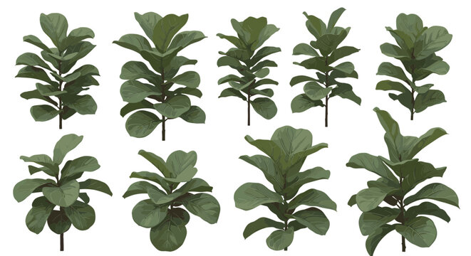 Collection of fiddle leaf fig plants in various sizes and stages of growth isolated on a white background, perfect for interior design and botanical illustrations