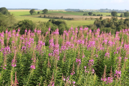 Rosebay willowherb or chamerion angustifolium flowers in a roadside verge