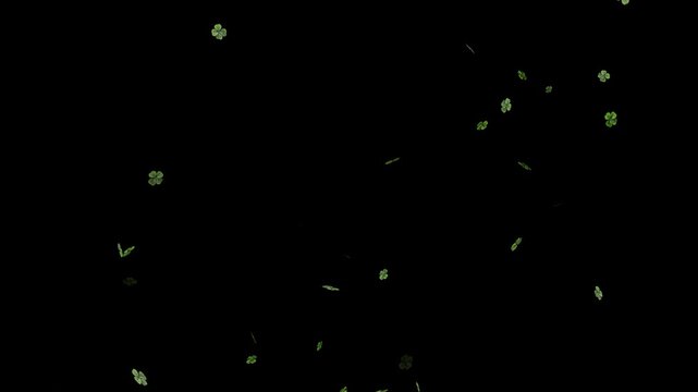 A seamless clover leaf transition with swirling green leaves, 3D shamrock leaves falling transparent alpha loop.  green clover leaves gently falling on a black background. Falling clover leaves .