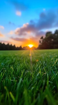 Low angle grass at sunset in field