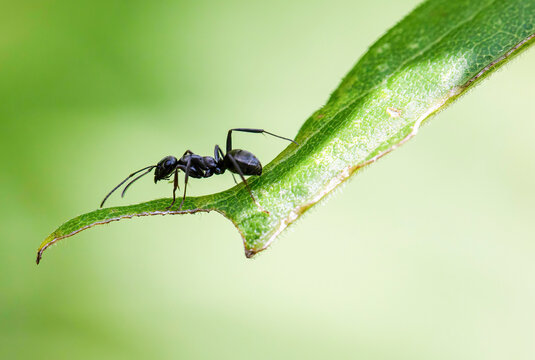 Eastern Black Carpenter Ant