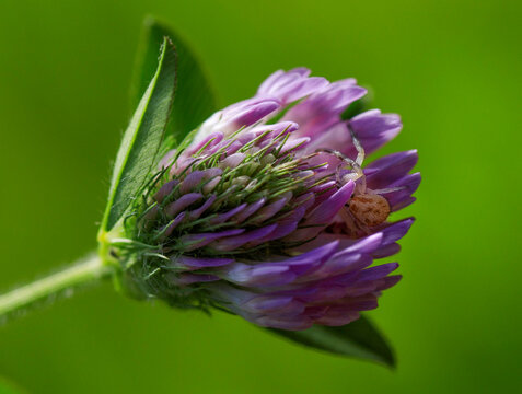 Crab spider hiding in a clover flower.