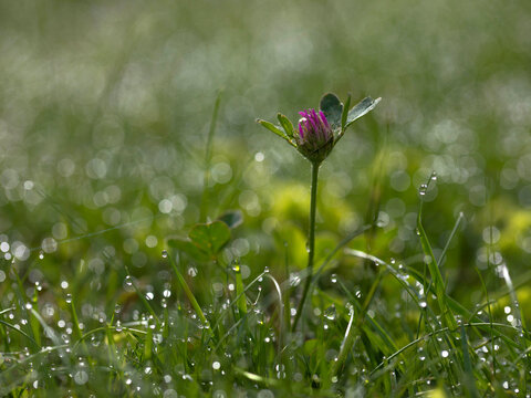 Clover Flower in the Wet Grass