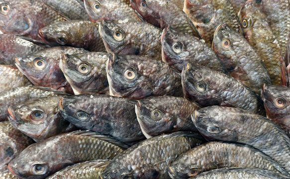top view of raw tilapia fish, fresh water fish at market