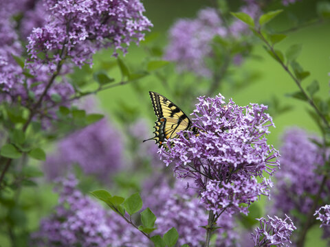 Eastern Swallowtail Butterfly  in the Lilacs.