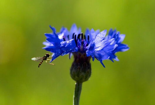 Tiny Hoverfly Perched on a Cornflower