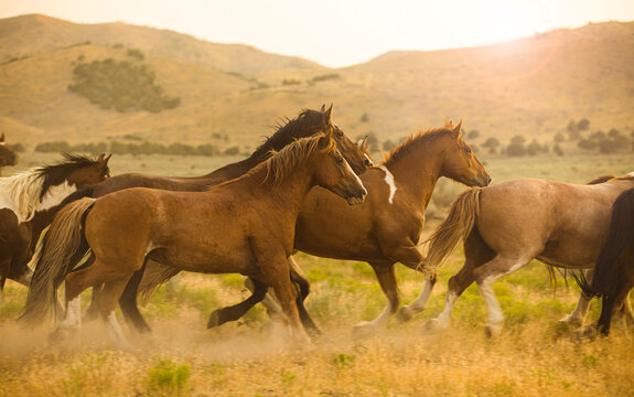 Running Horses
