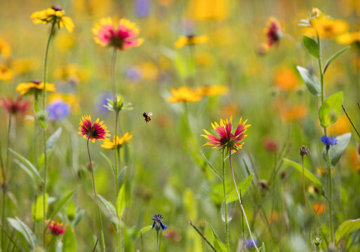 Bee in a Meadow of Wildflowers