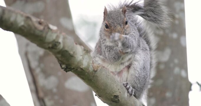  Eastern gray squirrel standing and grooming on a tree branch