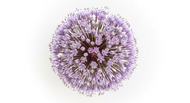 Allium flower head in full bloom against a white background top view.
